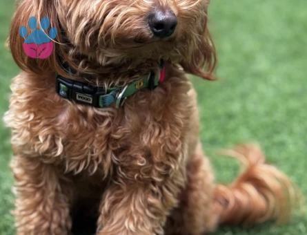 1,5 Yaşında Erkek Maltipoo “TARÇIN” - 5807
