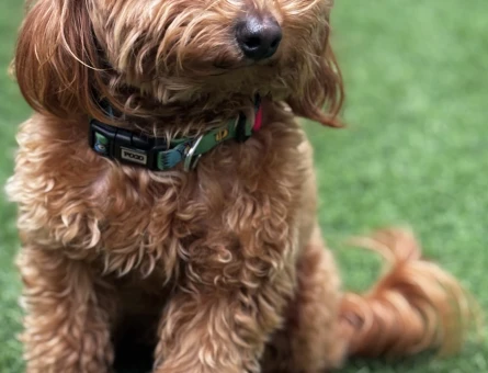 1,5 Yaşında Erkek Maltipoo “TARÇIN” - 5807