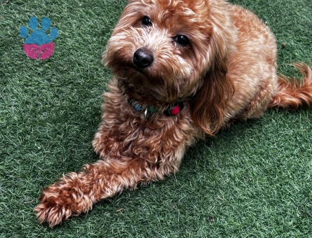1,5 Yaşında Erkek Maltipoo “TARÇIN”