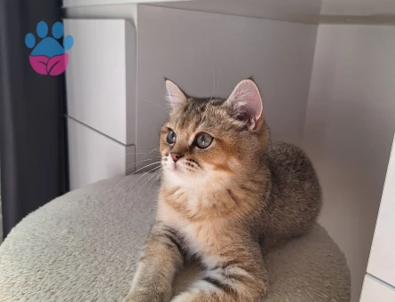 Golden British Shorthair