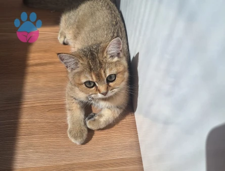 Golden British Shorthair