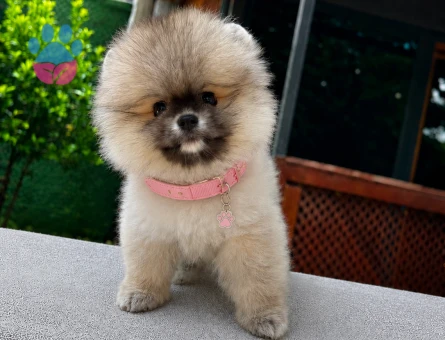 Ayıcık Surat Pomeranian Boo Yavru | Ruhsatlı Üretim - 5811