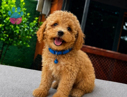 Ruhsatlı Üretim | Apricot Maltipoo Yavrumuz Yeni Ailesini Bekliyor - 5812