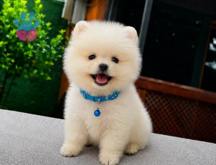 Ruhsatlı Üretimden Pomeranian Boo Yavrumuz | Sağlık Garantili - 5813