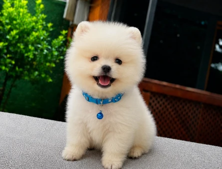 Ruhsatlı Üretimden Pomeranian Boo Yavrumuz | Sağlık Garantili - 5813