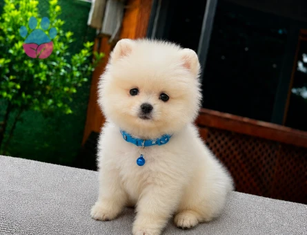Ruhsatlı Üretimden Pomeranian Boo Yavrumuz | Sağlık Garantili
