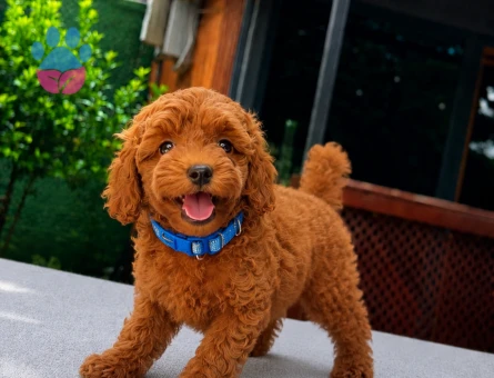 Kore Poodle Yavrumuz | Ruhsatlı Üretim | Sağlık Garantili
