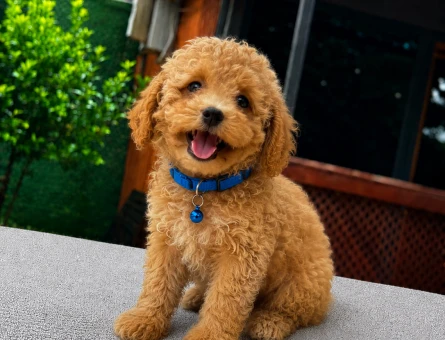 Sevimli Maltipoo Yavrumuz | Ruhsatlı Üretim | Sağlık Garantili - 5816