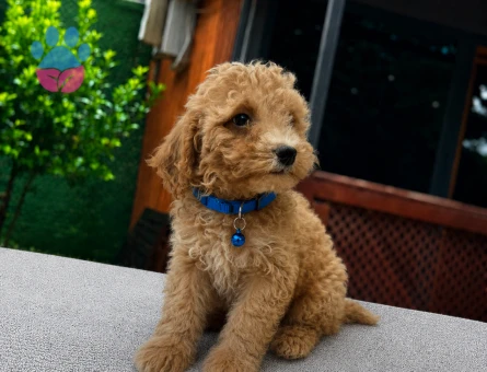 Sevimli Maltipoo Yavrumuz | Ruhsatlı Üretim | Sağlık Garantili