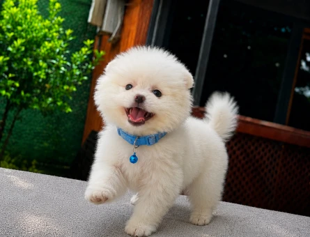 Beyaz Pomeranian Boo Yavrumuz | Ruhsatlı Üretim | Sağlık Garantili - 5817