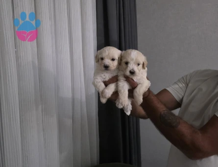 Maltipoo Teslime hazır minyatür minnaklarım
