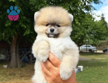 TURUNCU POMERANİAN BOO DİŞİ - 5822