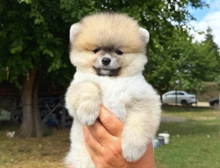 TURUNCU POMERANİAN BOO DİŞİ - 5822