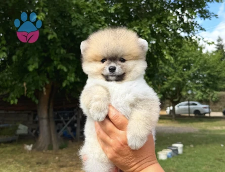 TURUNCU POMERANİAN BOO DİŞİ