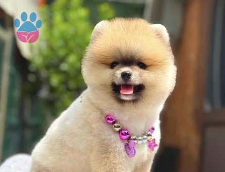 GÜLEN YÜZ TURUNCU POMERANİAN BOO