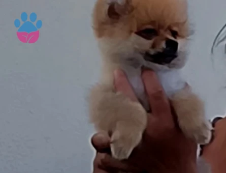 Pomerian boo köpeğimi Uygun fiyat vereceğim - 7399