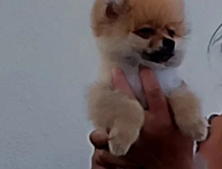 Pomerian boo köpeğimi Uygun fiyat vereceğim - 7399