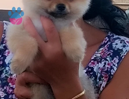 Pomerian boo köpeğimi Uygun fiyat vereceğim - 7399 - Görsel 4