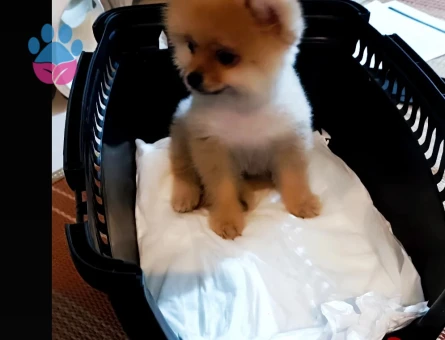 Pomerian boo köpeğimi Uygun fiyat vereceğim - 7399 - Görsel 3