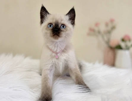 British Shorthair Çikolatalı Dişi Yavrumuz - 7401