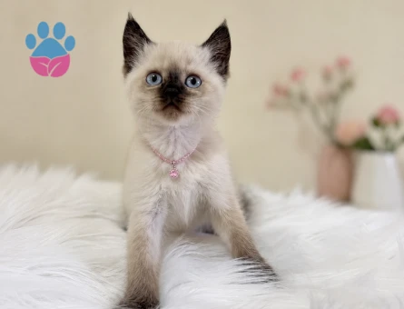 British Shorthair Çikolatalı Dişi Yavrumuz - 7401 - Görsel 3