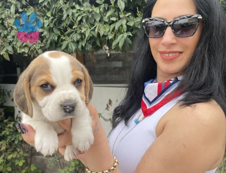 Beagle yavrularım sağlık ve ırk garantilidir - 7402 - Görsel 4