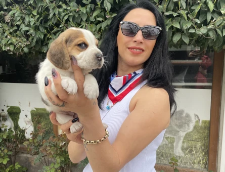 Beagle yavrularım sağlık ve ırk garantilidir - 7402