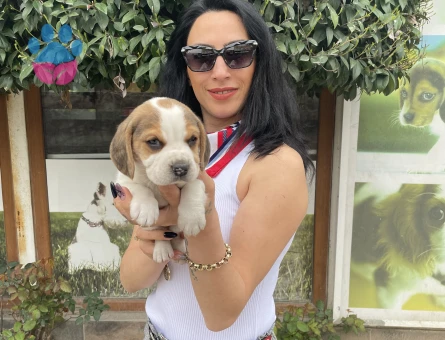 Beagle yavrularım sağlık ve ırk garantilidir - 7402 - Görsel 3