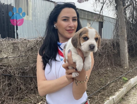 Beagle yavrularım sağlık ve ırk garantilidir - 7402 - Görsel 5
