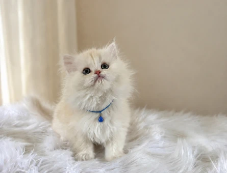 Bembeyaz British Longhair Safkan Yavrumuz - 7403