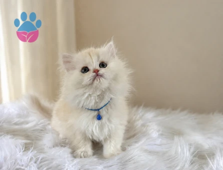 Bembeyaz British Longhair Safkan Yavrumuz - 7403 - Görsel 3