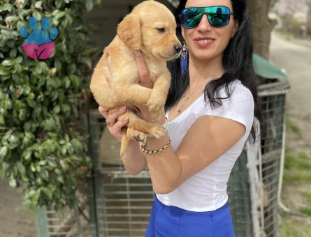 Golden retriver yavrularım sağlık ve ırk garantilidir - 7404 - Görsel 3