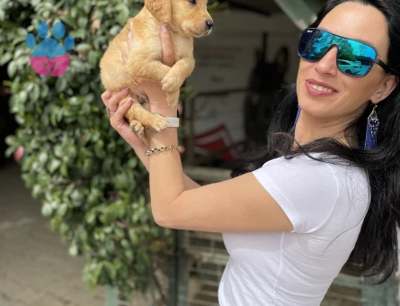 Golden retriver yavrularım sağlık ve ırk garantilidir - 7404 - Görsel 4