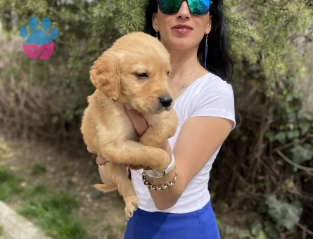 Golden retriver yavrularım sağlık ve ırk garantilidir - 7404