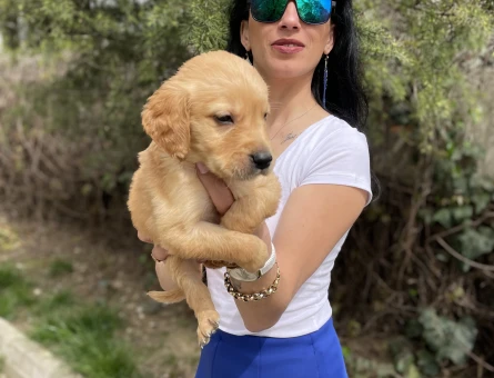 Golden retriver yavrularım sağlık ve ırk garantilidir - 7404