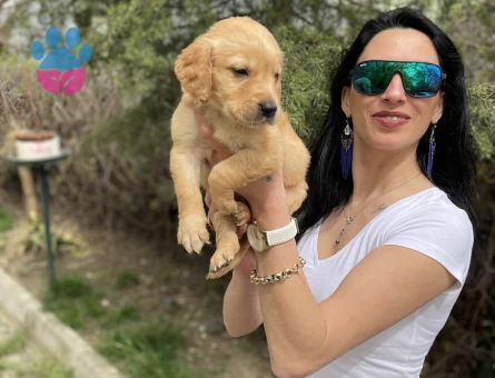 Golden retriver yavrularım sağlık ve ırk garantilidir - 7404 - Görsel 5
