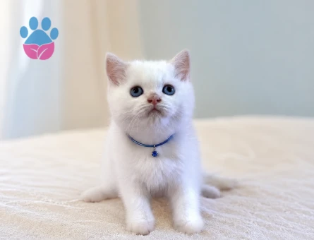 British Shorthair Pamuk Şeker Maviş Oğlumuz - 7405 - Görsel 3