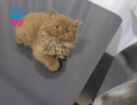 Cinamon British Longhair - 7406 - Görsel 4