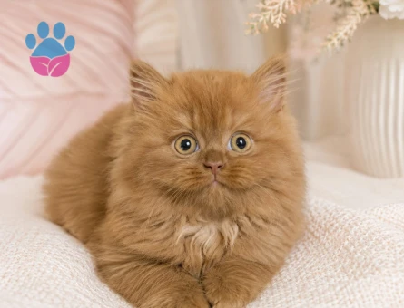 Cinamon British Longhair - 7406