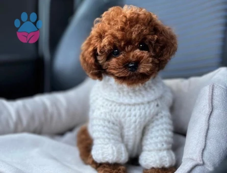 Mini Üst kalite Poodle Teddy Yavrular - 7407