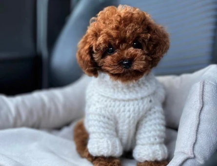 Mini Üst kalite Poodle Teddy Yavrular - 7407