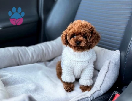 Mini Üst kalite Poodle Teddy Yavrular - 7407 - Görsel 3
