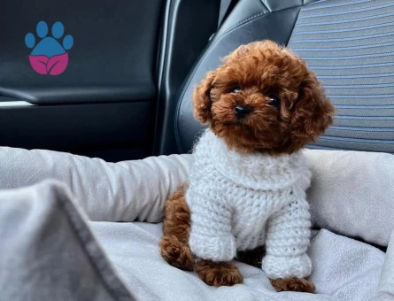 Mini Üst kalite Poodle Teddy Yavrular - 7407 - Görsel 4