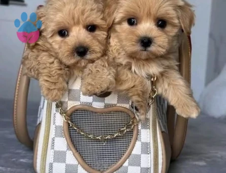 Mini Mini Maltipoo Bebekler Yuva Bekliyor - 7408