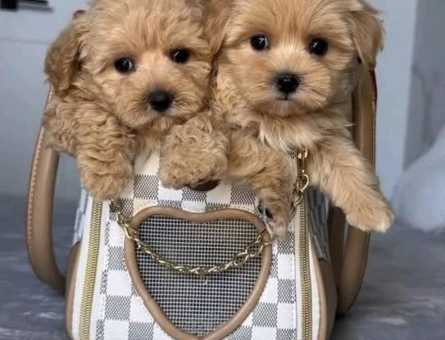 Mini Mini Maltipoo Bebekler Yuva Bekliyor - 7408