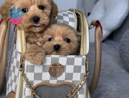 Mini Mini Maltipoo Bebekler Yuva Bekliyor - 7408 - Görsel 3