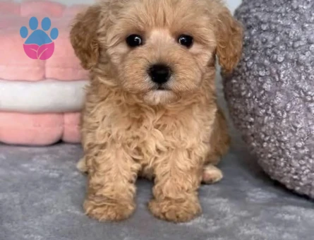 Mini Mini Maltipoo Bebekler Yuva Bekliyor - 7408 - Görsel 4