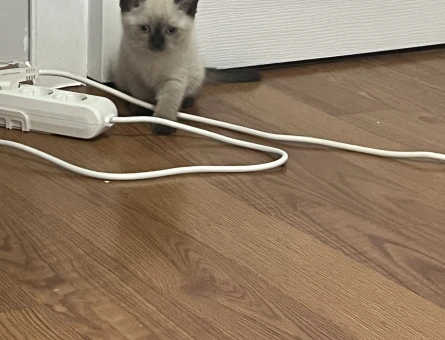 British shorthair bluepoint 2 aylık - 7409