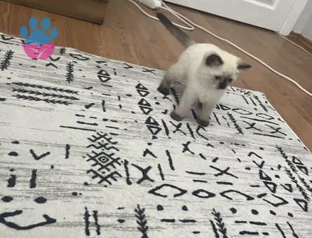 British shorthair bluepoint 2 aylık - 7409 - Görsel 3