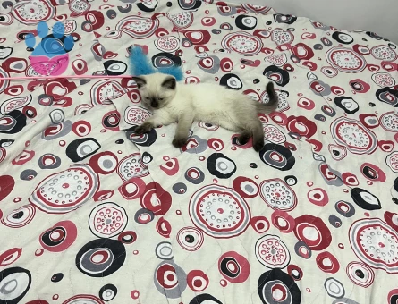 British shorthair bluepoint 2 aylık - 7409 - Görsel 4